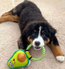 Avo Doggo