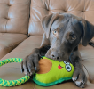Avo Doggo