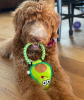 Avo Doggo