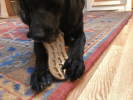 SP Peanut Ultra Durable Nylon Dog Chew Toy for Aggressive Chewers