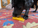 SP Swiss Cheese Wedge Durable Nylon Dog Chew Toy for Aggressive Chewers