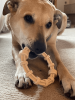 SP Honey Bone Chicken Flavored Teething Ring for Aggressive Chewers