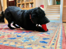 SP Retro Soda Can Durable Rubber Chew Toy and Treat Dispenser