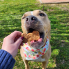 Cheddar Bones