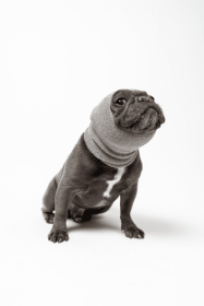 PET HOODZ DOG HOODIES FOR ANXIETY (Color: Grey, size: small)