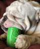 SP Can Toy Durable Rubber Chew Toy & Treat Dispenser