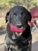 SP Ice Cream Cone Durable Rubber Chew Toy and Treat Dispenser