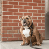 GF Pet  Reflective Leash