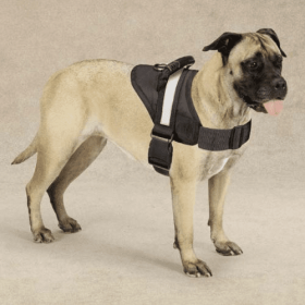 Guardian Gear Excursion Harnesses 26-36In (Color: black, size: 26-36in)